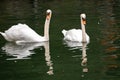 Two graceful white swans swim in the dark water.