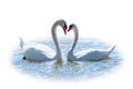 Two Graceful white Swans swimming in the lake, isolated on white background. Mating games of a pair of white swans. Swans swimming