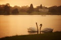 Two graceful white swans on the tranquil lake. Beautiful natural scenery. Royalty Free Stock Photo