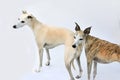 Side view of two gracile whippets Royalty Free Stock Photo