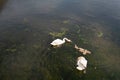 Two gracious white swans with their four cygnets in water. Royalty Free Stock Photo