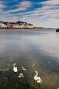 Two gracious white swans with their four cygnets in water. Corrib river, Galway city, Ireland. Royalty Free Stock Photo