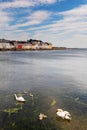 Two gracious white swans with their four cygnets in water.  Corrib river, Galway city, Royalty Free Stock Photo