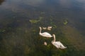 Two gracious white swans with their four cygnets in water. Royalty Free Stock Photo