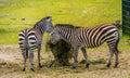 Two grants zebras eating hay from the crib, animal feeding, near threatened mammal species from the plains of Africa Royalty Free Stock Photo