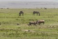 Zebrasand Wahrdogs Ngorongoro Crater, Tanzania Royalty Free Stock Photo