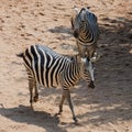 Two zebras