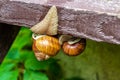 Two grape snails crawling on a wooden step