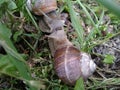 Two grape snails kiss in the grass Royalty Free Stock Photo