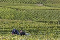 Two Grapes Pickers in Cramant France