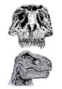 Two graphical heads of tyrannosaurus isolated on white, head and skull of dinosaur vector element Royalty Free Stock Photo