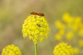 Two Graphosoma lineatum insects mating on yellow flowers of umbelifera plant