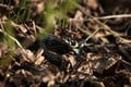 Two grass snake heads Royalty Free Stock Photo