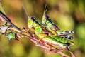 two grasshoppers (crickets) on the twig