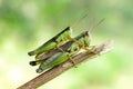 Two grasshoppers