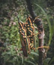 Two grasshoppers having Private time together Royalty Free Stock Photo