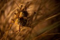 Two Grasshoppers Mating