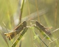 Two grasshoppers met in the clearing