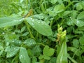 two grasshoppers on a small tree with a little rain