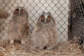 Two beautiful young owls sitting in a cage