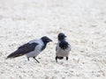 Two gray-black crows talk Royalty Free Stock Photo