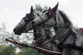Two gray carriage horses Royalty Free Stock Photo