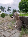 two gray cats playing in the park on a sunny afternoon Royalty Free Stock Photo