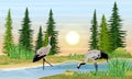 Two Gray Cranes on the shore of the river