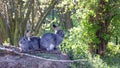 Two gray rabbits sit side by side Royalty Free Stock Photo