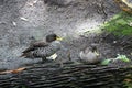 Two gray ducks by the water`s edge. Royalty Free Stock Photo