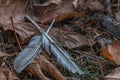 Two gray feather crossed on fall leaves Royalty Free Stock Photo