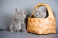 Two gray fluffy kitten british cats in a basket