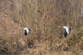 Two gray geese anser anser flying with trees