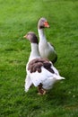 Two gray geese stand across from each other in a meadow