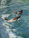 Two gray goose Anser anser in the blue water of the fountain in Citadel park Royalty Free Stock Photo