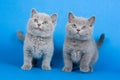 Two gray kitten brit Royalty Free Stock Photo