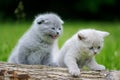 Two gray kitten on tree Royalty Free Stock Photo