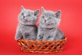 Two gray kittens of a British cat