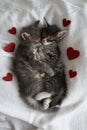 Two gray kittens hugging sleep valentine`s day heart valentine`s day february 14 vertical