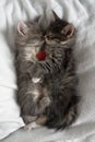 Two gray kittens hugging sleep valentine`s day heart valentine`s day february 14 vertical