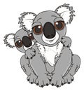 Two gray koalas