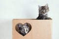 Two gray little kittens playing in a brown box