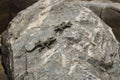 Two gray lizards on a stone Royalty Free Stock Photo