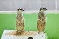 Two gray meerkats stand on their hind legs on the roof of the house Royalty Free Stock Photo