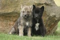 Two gray Northwestern wolfs Canis lupus occidentalis also called timber wolf sitting before a rock