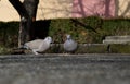 Two gray pigeons eat Royalty Free Stock Photo