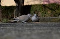 Two gray pigeons eat Royalty Free Stock Photo