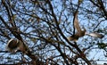 Gray pigeons in flight Royalty Free Stock Photo