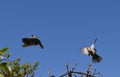 Gray pigeons in flight Royalty Free Stock Photo