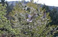 Gray pigeons in flight Royalty Free Stock Photo